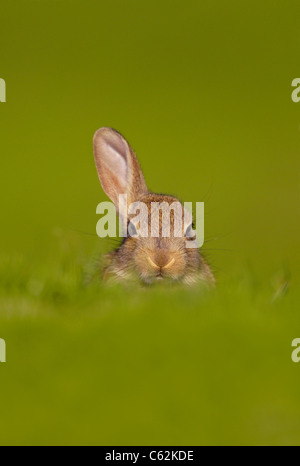 Kaninchen Oryctolagus Cuniculus eine neugierige junge Kaninchen wirft nur ein Ohr zu hören für Gefahr Norfolk, Großbritannien Stockfoto