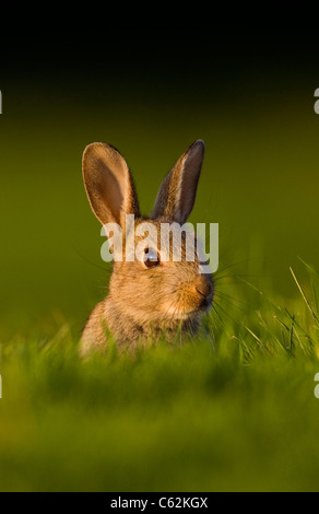 Kaninchen Oryctolagus Cunniculus In den letzten Strahlen der Abendlicht ein jungen Kaninchen sitzt Warnung in der Nähe seiner Warren Norfolk, Großbritannien Stockfoto