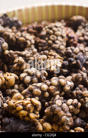 Zibetkatze Kaffee oder Kopi Luwak, eines der teuersten Kaffee. Stockfoto