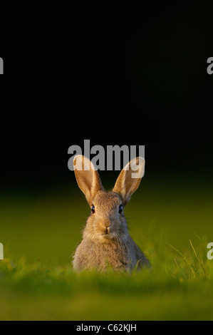 Kaninchen Oryctolagus Cuniculus Porträt einer Warnung junge Kaninchen sitzen im Abendlicht Norfolk, Großbritannien Stockfoto