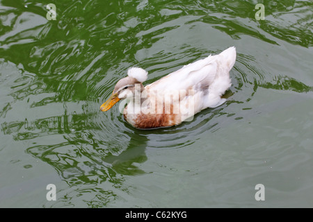 erklommene Ente (Lophonetta Specularioides) im Wasser schwimmend, Schuss Horizontal von Hälfte-Profil und hohe Winkel in voller Länge Stockfoto
