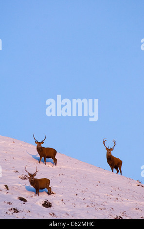 Rothirsch Cervus Elaphus eine Gruppe von Hirschen in den späten Abend Licht in der schottischen Berge Monadhliath Mountains, Scotland, UK Stockfoto