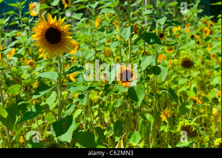 Die Gärten von Saint Paul de Mausole Asyl, wo Van Gogh 1889-1890 blieb Stockfoto