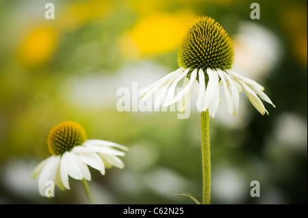 Echinacea Purpurea 'White Swan' - weißer Sonnenhut Stockfoto