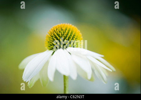 Echinacea Purpurea 'White Swan' - einzelne weiße Sonnenhut Stockfoto