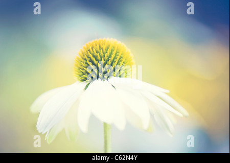 Echinacea Purpurea 'White Swan' - weißer Sonnenhut Stockfoto