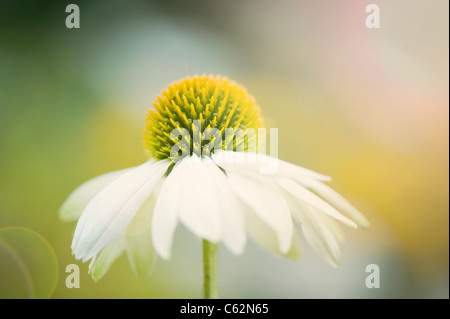 Echinacea Purpurea 'White Swan' - weißer Sonnenhut mit Sonne Flare Blendenfleck Stockfoto