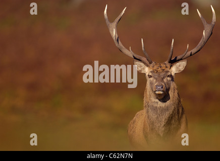 Rothirsch Cervus Elaphus einen Erwachsenen Hirsch gefangen in den herbstlichen (Herbst) Farben des Oktobers rut Leicestershire, UK Stockfoto