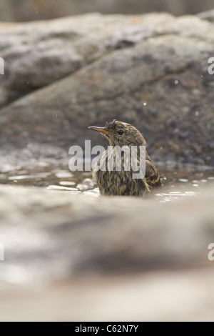 Rock-Pieper, Baden, Anthus Petrosus, St Ives Island, Cornwall UK Stockfoto