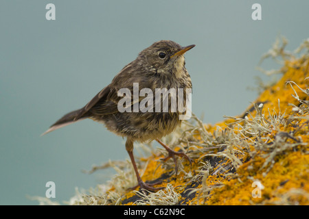 Pieper, Anthus Petrosus, St Ives Island, Cornwall UK Rock Stockfoto