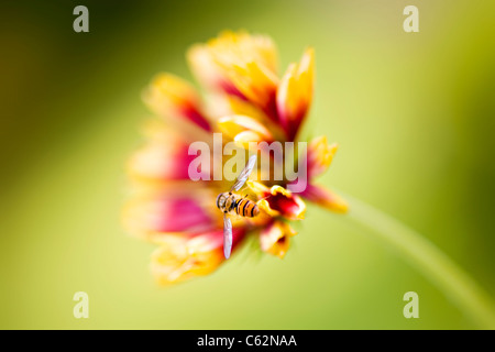 Gaillardia "Pantomime" Decke Blume Einzelblüten mit hoverfly Stockfoto