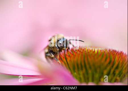 Echinacea Purpurea östlichen lila Kegel Blumen oder Sonnenhut mit einer Biene Blütenstaub zu sammeln Stockfoto