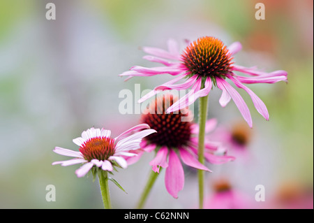 Nahaufnahme Bild des Sommers blühen östlichen Sonnenhut - Echinacea Purpurea rosa Blumen, Aufnahme auf einem weichen Hintergrund Stockfoto