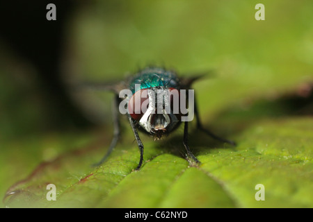 Hohe Vergrößerung Makro Bild einer grünen Flasche Fliege zeigt ihren Facettenaugen. Stockfoto