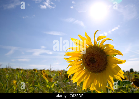 Eine einzelne Sonnenblume am Rande eines Feldes von Sonnenblumen, helle Sonne am blauen Himmel oben Stockfoto