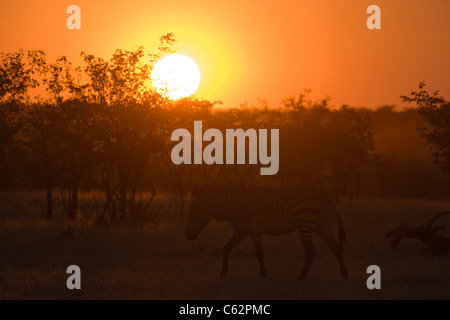 Ein Hartmanns Bergzebra stapft ab in den Busch bei Sonnenuntergang. Kaokoveld Hobatere Lodge, Damaraland, Namibia. Stockfoto