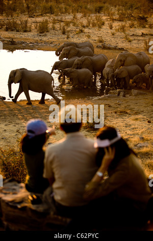 Eine Familie zusehen, wie eine Herde Elefanten trinken von Moringa Wasserloch. Etosha Nationalpark, Namibia. Stockfoto