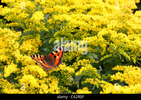 Kleiner Fuchs (Aglais Urticae) Fütterung auf Solidago Blumen Stockfoto