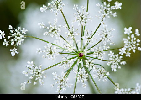 Anthriscus Sylvestris - Kuh Petersilie oder Queen Anne es Lace Stockfoto