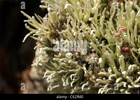Hintergrund der Flechten (Cladonia spp.) Stockfoto