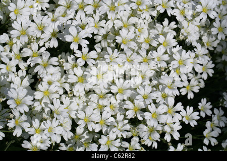 Filziges Boissieri, Caryophyllaceae, westliches Mittelmeer Stockfoto