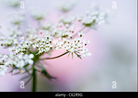 Anthriscus Sylvestris - Kuh Petersilie oder Queen Anne es Lace Stockfoto