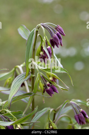 Fee Glöckchen, Disporum Cantoniense, Colchicaceae (Convallariaceae). China und gemäßigten Asien. Stockfoto