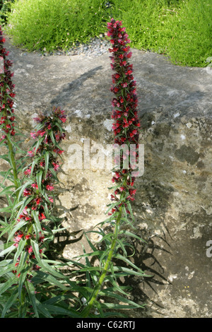 Eine seltene rote Bugloss, Echium Russicum, Boraginaceae. Polen, Osteuropa. Stockfoto