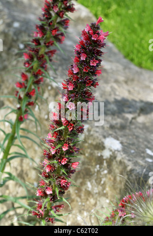 Eine seltene rote Bugloss, Echium Russicum, Boraginaceae. Polen, Osteuropa. Stockfoto