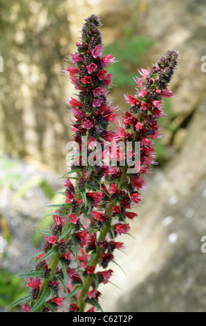 Eine seltene rote Bugloss, Echium Russicum, Boraginaceae. Polen, Osteuropa. Stockfoto