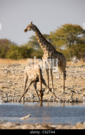 Eine männliche Giraffe steht die Uhr wie eine Frau trinkt. Etosha Nationalpark, Namibia. Stockfoto