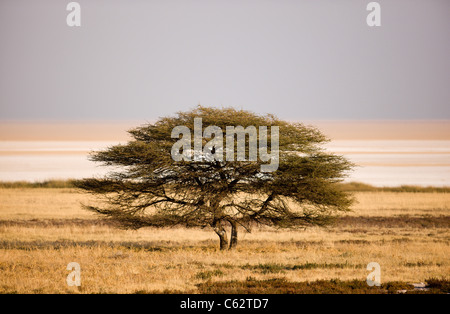 Ein Baum mit der Etosha-Pfanne hinter. Etosha Nationalpark, Namibia. Stockfoto