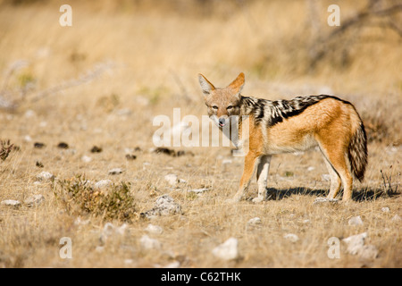 Eine Warnung Black-backed Schakal. Etosha Nationalpark, Namibia. Stockfoto