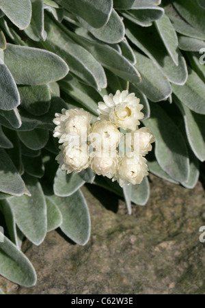 Strawflower oder ewige Blume, Helichrysum Sibthorpii, Asteraceae. Griechenland. Stockfoto