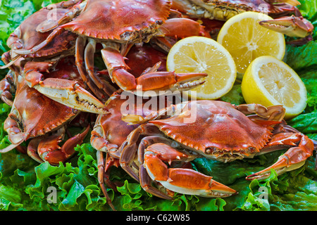 Gedämpfte Blaukrabben bereit zu holen. chriskirkphotography.NET Stockfoto