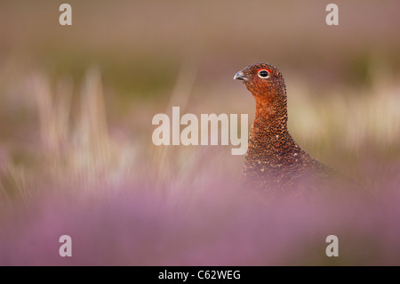 MOORSCHNEEHUHN Lagopus Lagopus Scoticus ein erwachsener Mann unter blühenden Heidekraut Yorkshire Dales National Park, Yorkshire, Großbritannien Stockfoto