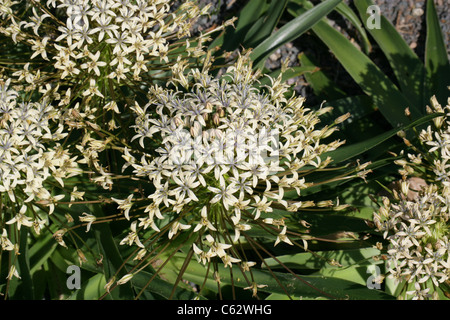 Portugiesische Blaustern, Scilla Peruviana Var Venusta 'Algerischen Cream', Hyacinthaceae. Stockfoto