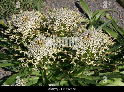 Portugiesische Blaustern, Scilla Peruviana Var Venusta 'Algerischen Cream', Hyacinthaceae. Stockfoto