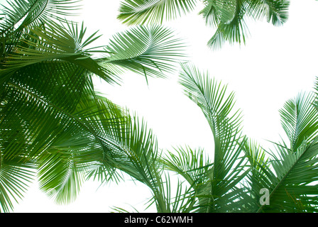 Palme, isoliert auf weiss Stockfoto