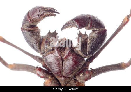 Vinegaroon Skorpion isoliert auf weißem Hintergrund Stockfoto