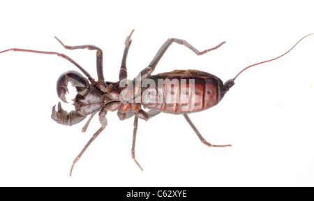 Vinegaroon Skorpion isoliert auf weißem Hintergrund Stockfoto