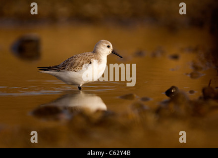 SANDERLING Calidris Alba ein Erwachsener auf Nahrungssuche in einer seichten Lagune Norfolk, Großbritannien Stockfoto