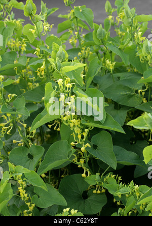 Asarabacca oder Birthwort, Aristolochia Clematitis, Aristolochiaceae. Europa. Stockfoto