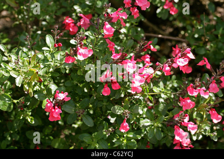 Herbst-Salbei, Salvia Greggii, Lamiaceae. Nord- und Zentral-Mexiko. Stockfoto