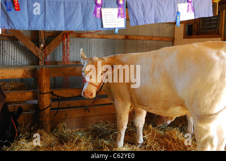 Charelais Molkerei Rasse im Kirmes-Stall. Stockfoto