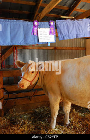 Charelais Molkerei Rasse im Kirmes-Stall. Stockfoto