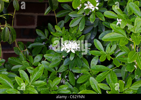 Mexikanische Orange Blossom oder Mock Orange Blossom, Choisya Ternata, Rutaceae. Nord-Ost-Mexiko. Stockfoto