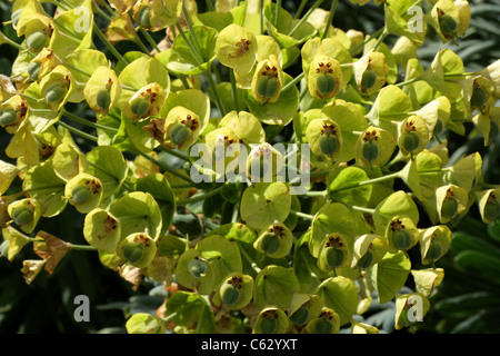 Mittelmeer-Holz-Wolfsmilch, Euphorbia Characias Ssp Wulfenii, Euphorbiaceae. Südost-Europa. Stockfoto