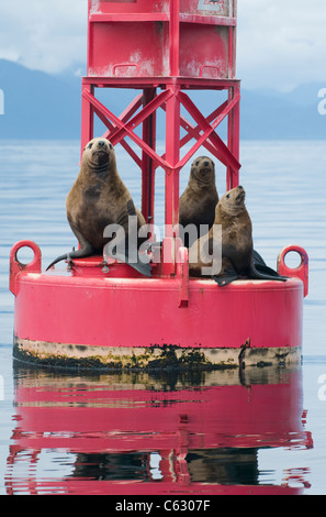 Steller Seelöwen (Eumetopius Jubatus) ruht auf Navigation Boje, Südost-Alaska Stockfoto