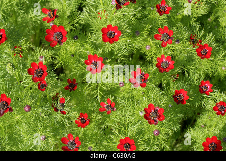 Herbst-Adonis, Vogelperspektive, Blut-Tropfen, Blooddrops, der Fasan-Eye, Fasan Auge, Adonis Annua, Butterblume. Westasien. Stockfoto